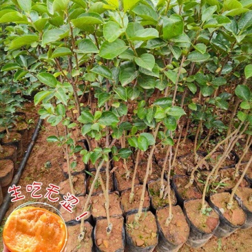 柿子苗嫁接柿子苗阳丰甜柿子苗南北方种植果树苗当年结果