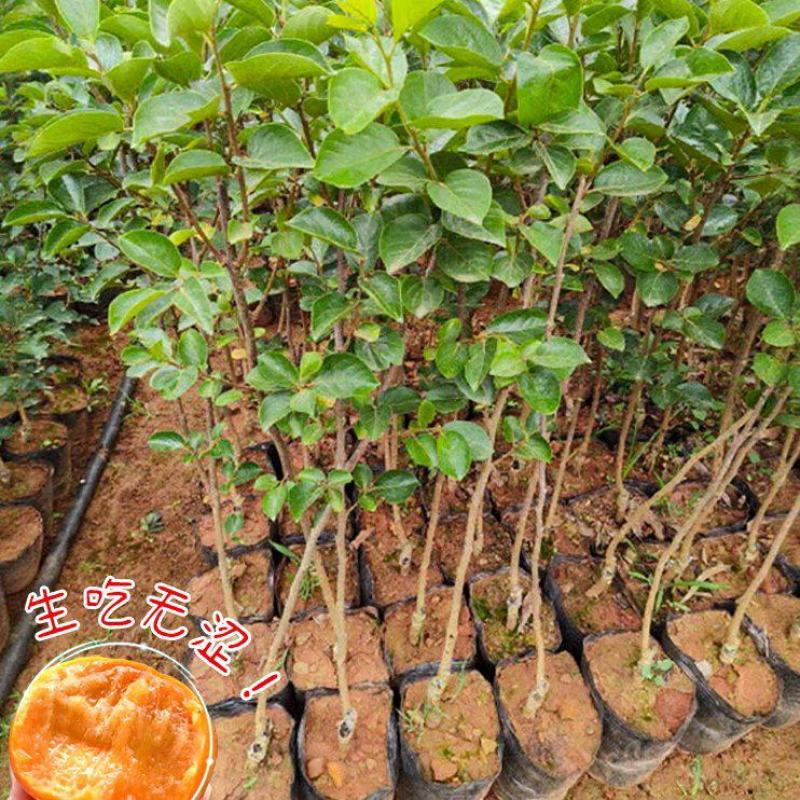 柿子苗嫁接柿子苗阳丰甜柿子苗南北方种植果树苗当年结果