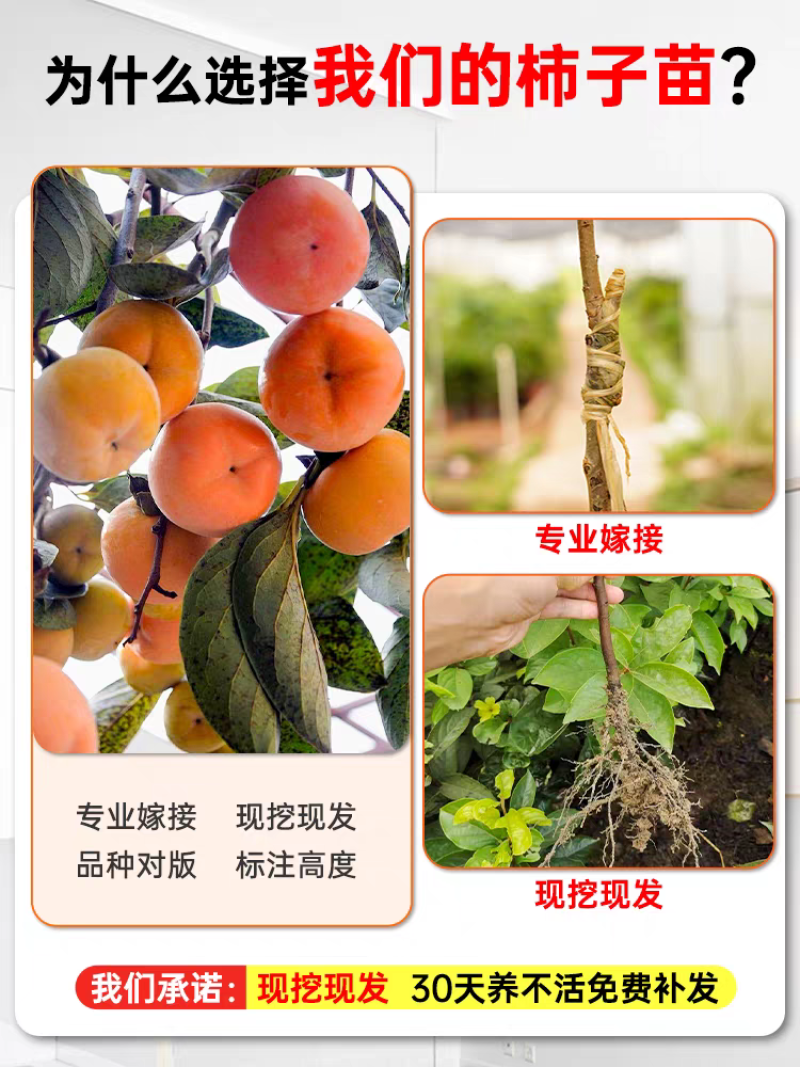 柿子苗嫁接柿子苗阳丰甜柿子苗南北方种植果树苗当年结果