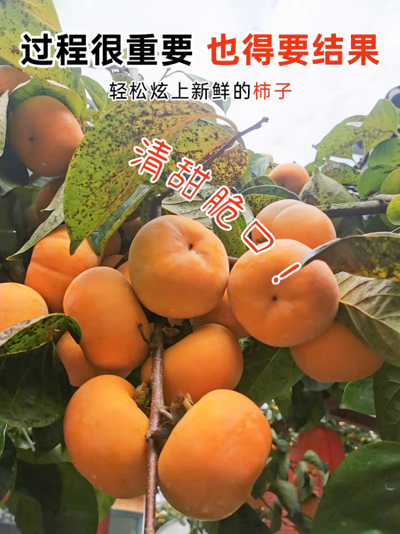 柿子苗嫁接柿子苗阳丰甜柿子苗南北方种植果树苗当年结果
