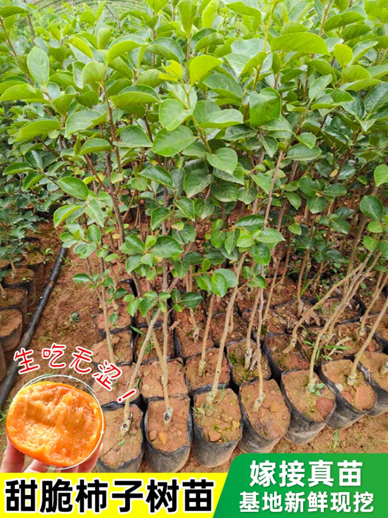 柿子苗嫁接柿子苗阳丰甜柿子苗南北方种植果树苗当年结果