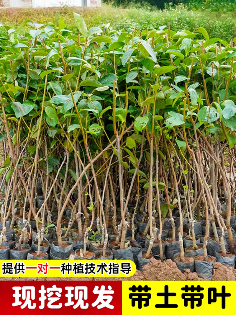 柿子苗嫁接柿子苗阳丰甜柿子苗南北方种植果树苗当年结果
