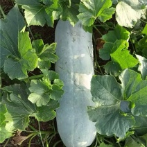 【精品】白皮冬瓜大量有货保质保量量大从优欢迎咨询