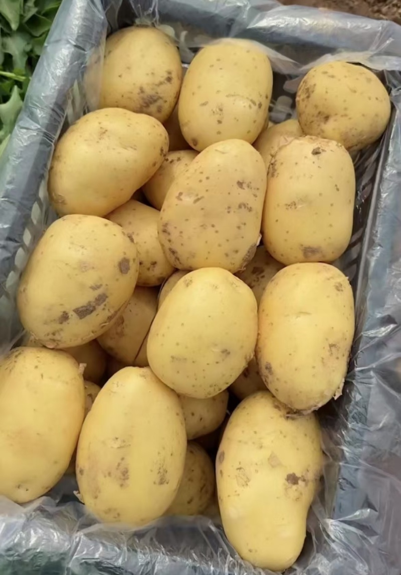 冮苏丰县土豆黄心土豆沃土5号实验一货源充足价格