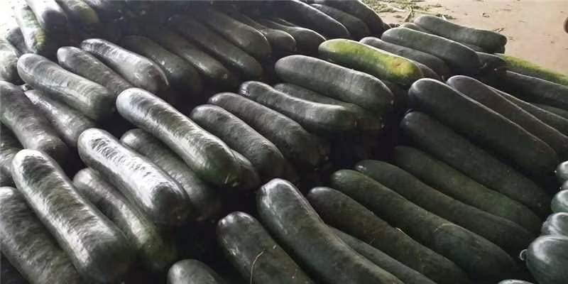 精品黑皮地冬瓜上市中，产地直发按需挑捡代发全国