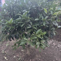 桂花树四季桂
