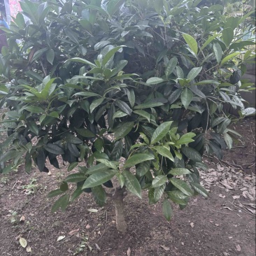 桂花树四季桂