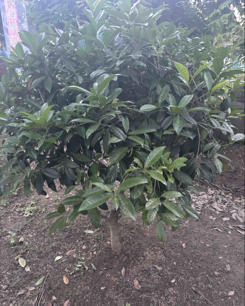 桂花树四季桂