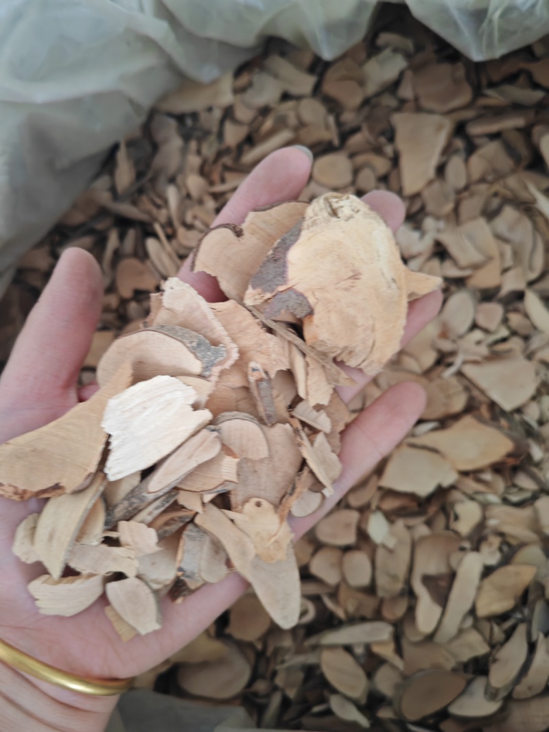 茶树根