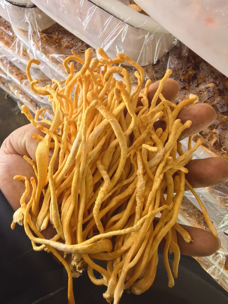 虫草花产地直发大量有货，欢迎各位老板咨询采购