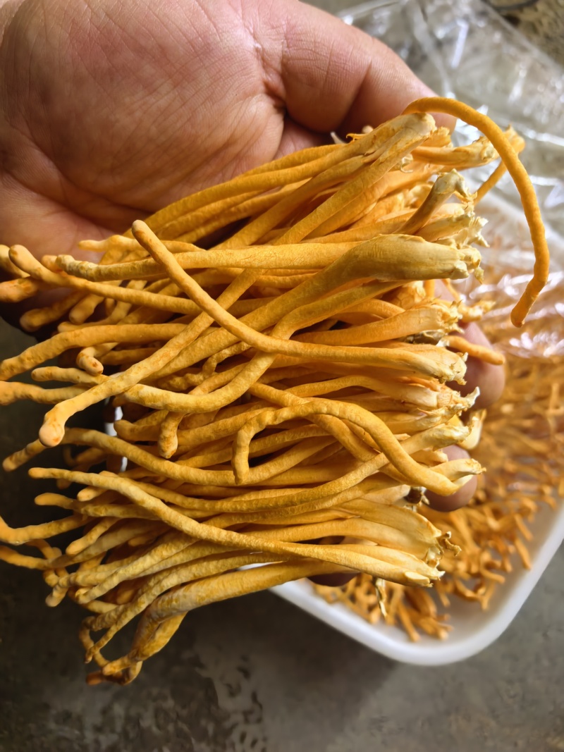 虫草花产地直发大量有货，欢迎各位老板咨询采购