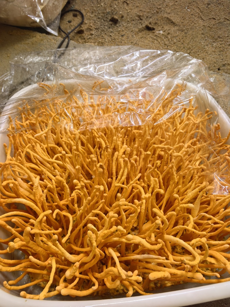 虫草花产地直发大量有货，欢迎各位老板咨询采购