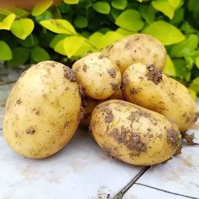 精品黄心土豆沃土，白心226产地直发，优质货源，诚信经营