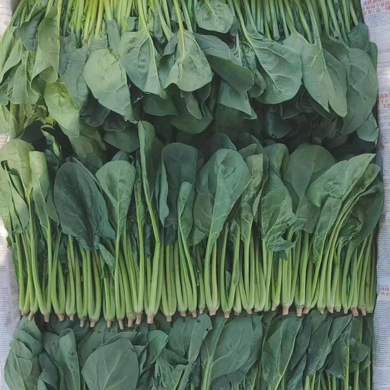 大叶菠菜产地直供大量有货一手货源价格合理，对接全国