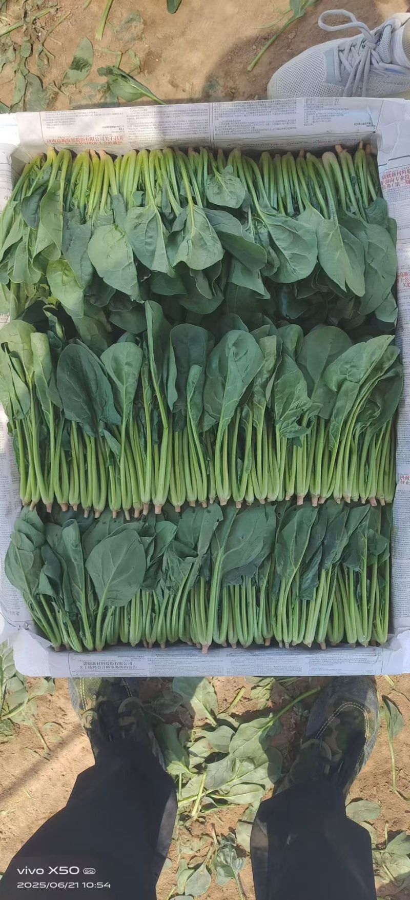 大叶菠菜产地直供大量有货一手货源价格合理，对接全国