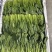 大叶菠菜产地直供大量有货一手货源价格合理,对接全国