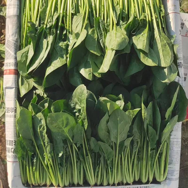 大叶菠菜产地直供品质保证，对接超市档口批发市场，全国发货