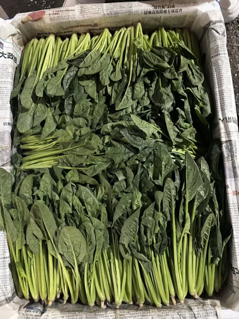 大叶菠菜产地直供品质保证，对接超市档口批发市场，全国发货