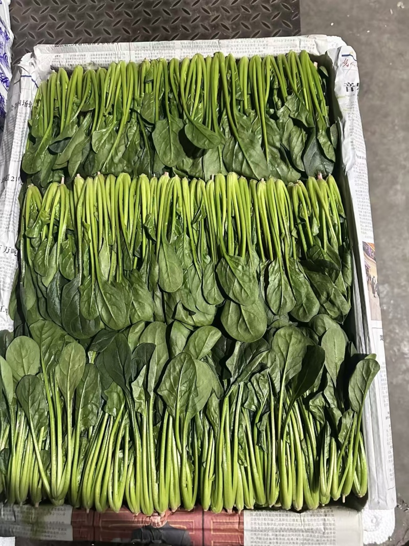 大叶菠菜产地直供品质保证，对接超市档口批发市场，全国发货