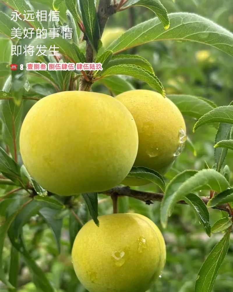 贵州·六马蜂糖李、小王哥哥