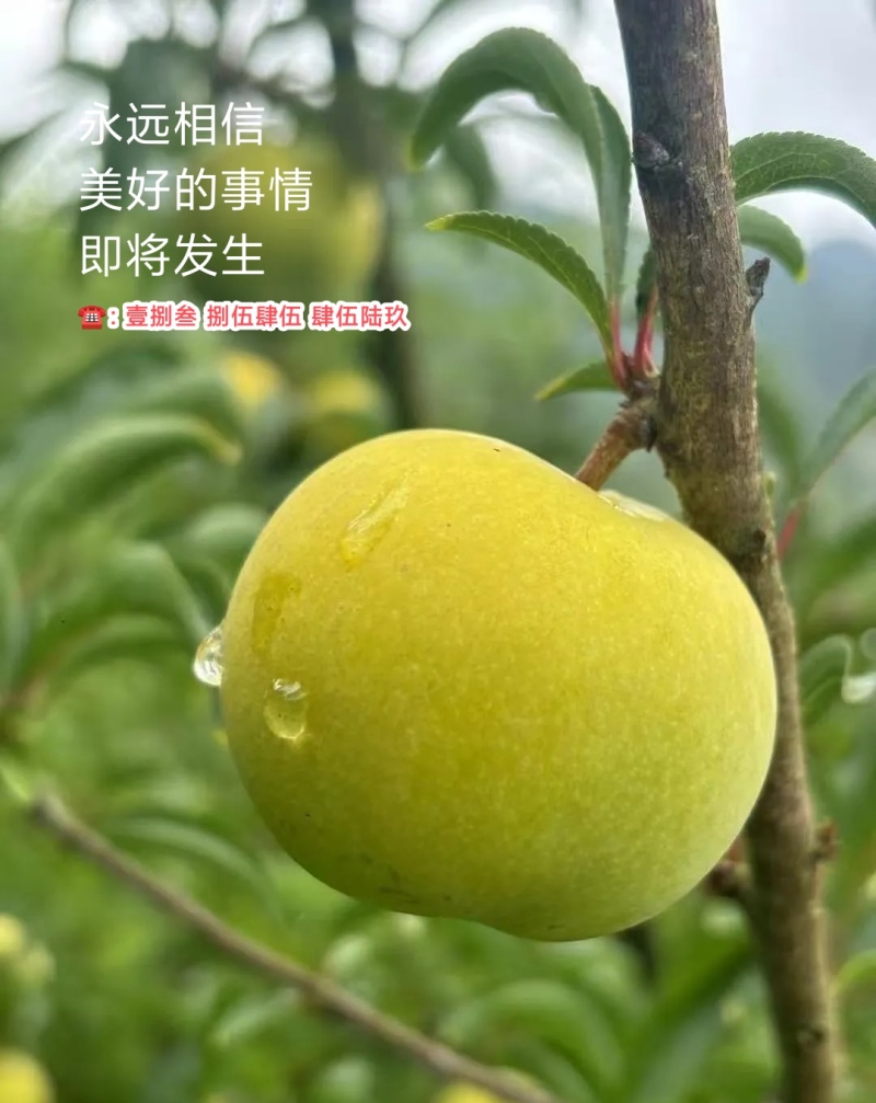 贵州·六马蜂糖李、小王哥哥