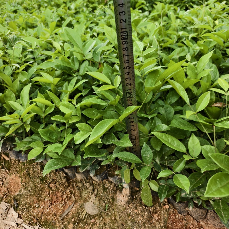 广西钦州中叶改良牛大力苗小叶改良牛大力苗杯苗