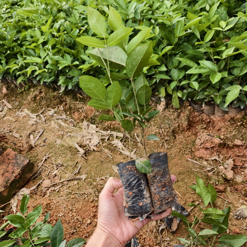 广西钦州中叶改良牛大力苗小叶改良牛大力苗杯苗