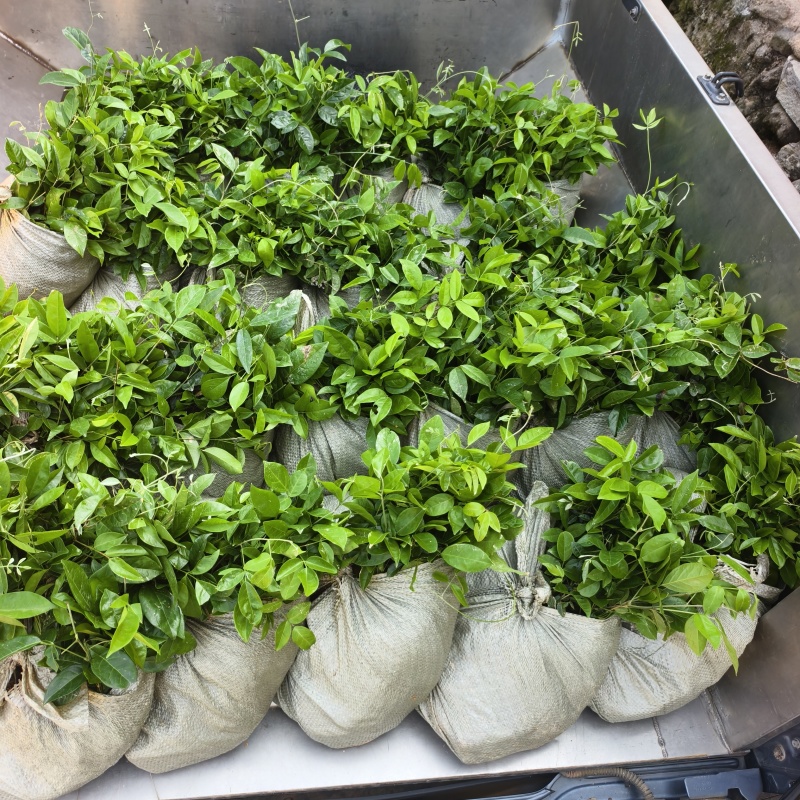广西钦州中叶改良牛大力苗小叶改良牛大力苗杯苗