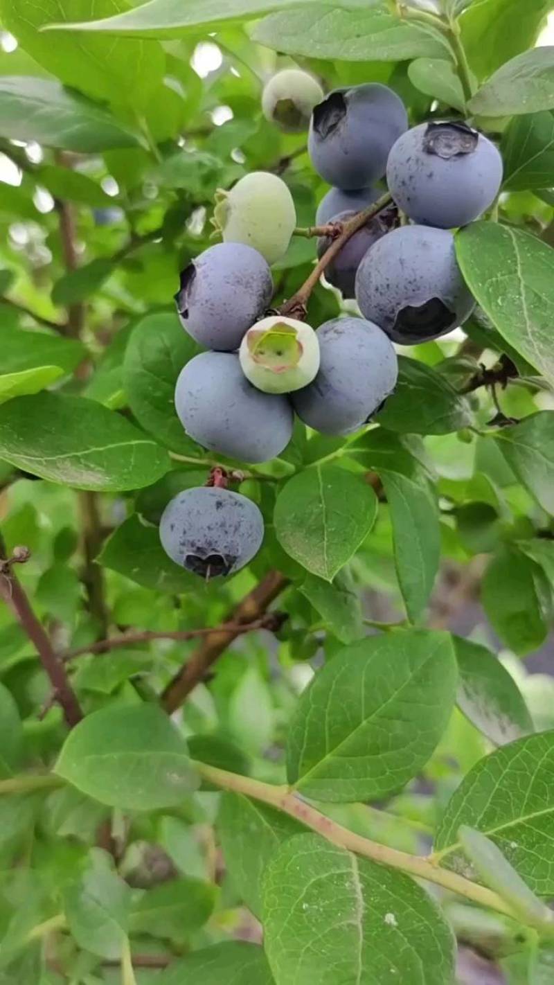 蓝莓鲜果莱克西蓝莓薄雾蓝莓自家果园价优
