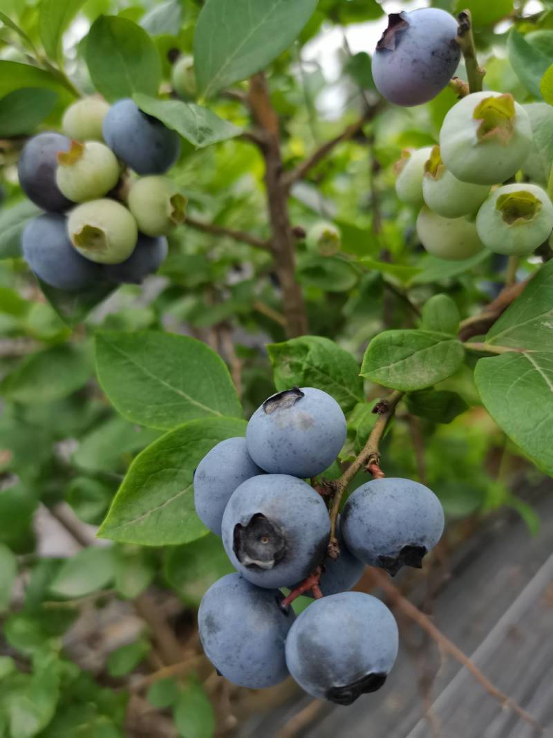 蓝莓鲜果莱克西蓝莓薄雾蓝莓自家果园价优