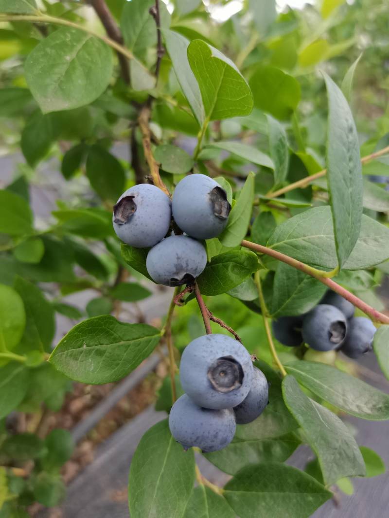 蓝莓鲜果莱克西蓝莓薄雾蓝莓自家果园价优