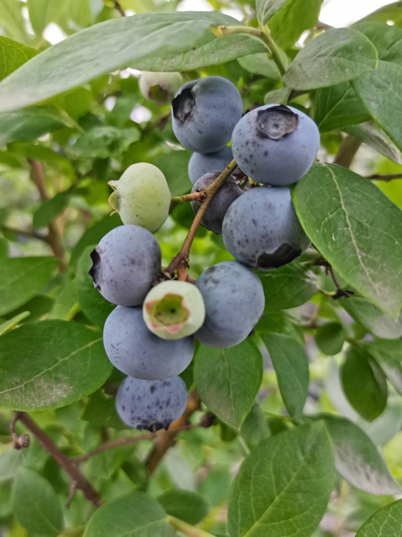 蓝莓鲜果莱克西蓝莓薄雾蓝莓自家果园价优