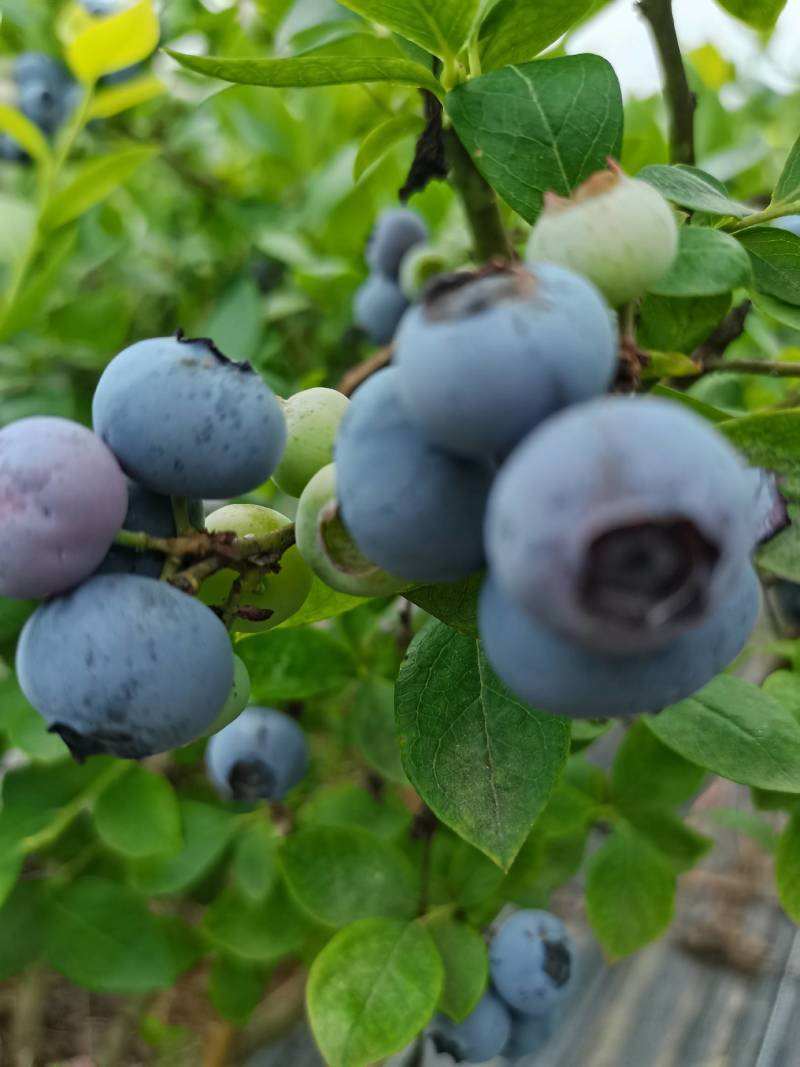 蓝莓鲜果莱克西蓝莓薄雾蓝莓自家果园价优