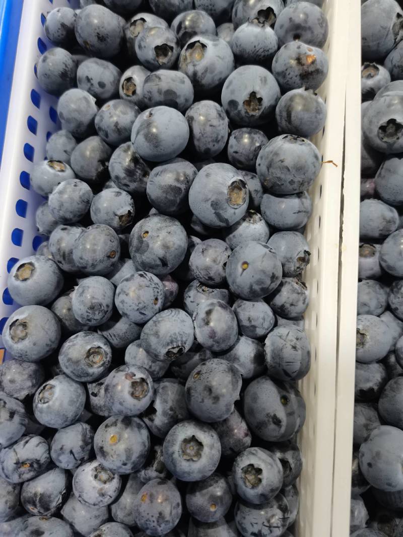 蓝莓鲜果莱克西蓝莓薄雾蓝莓自家果园价优
