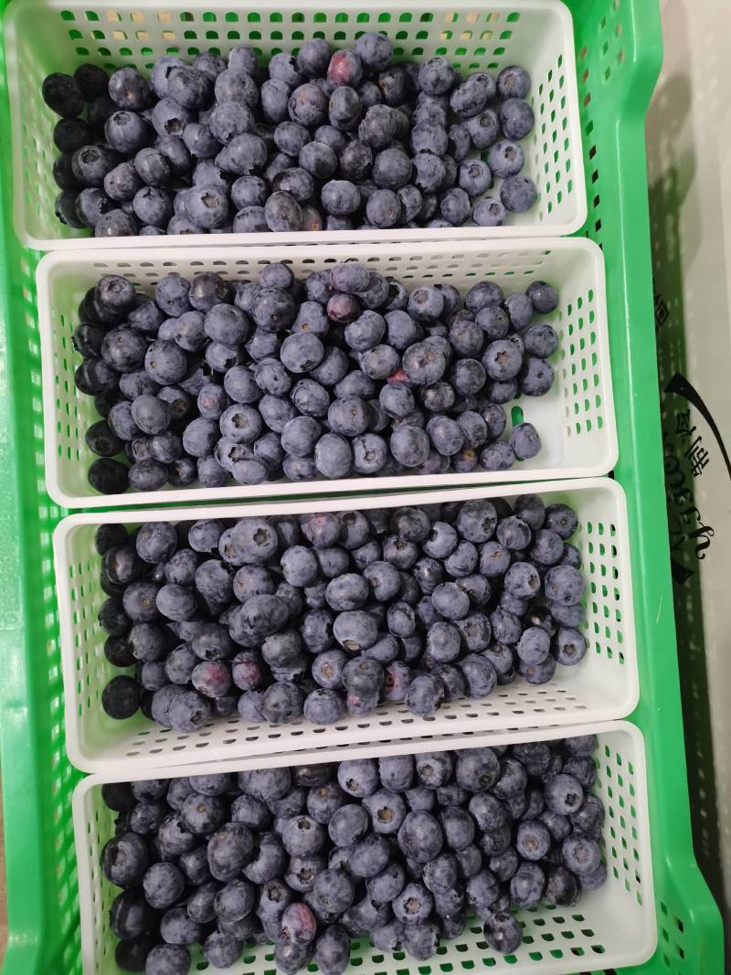 蓝莓鲜果莱克西蓝莓薄雾蓝莓自家果园价优