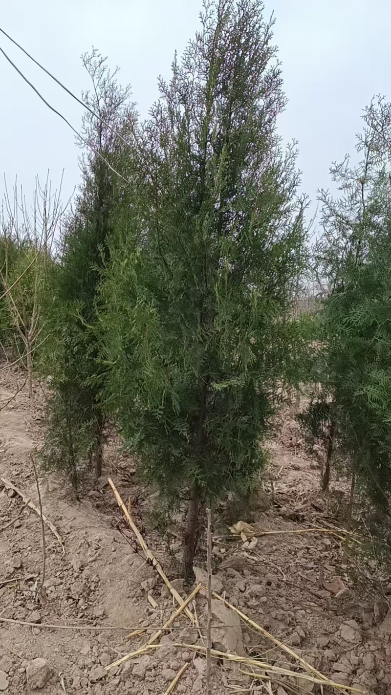 侧柏基地直供量大质量很好。欢迎新老客户打电话咨询