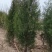 侧柏基地直供量大质量很好。欢迎新老客户打电话咨询