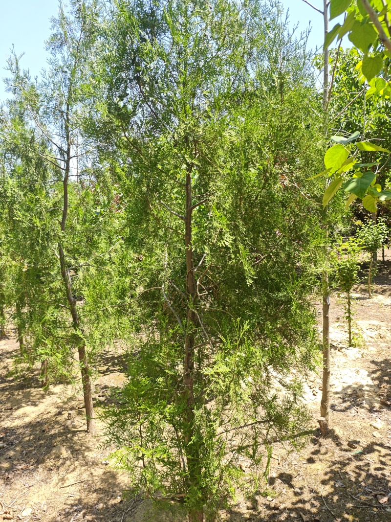 侧柏基地直供量大质量很好。欢迎新老客户打电话咨询