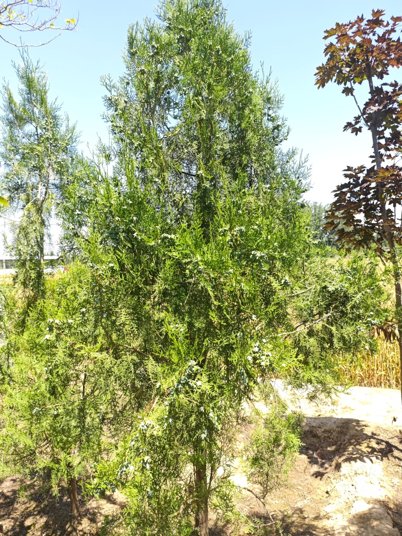 侧柏基地直供量大质量很好。欢迎新老客户打电话咨询