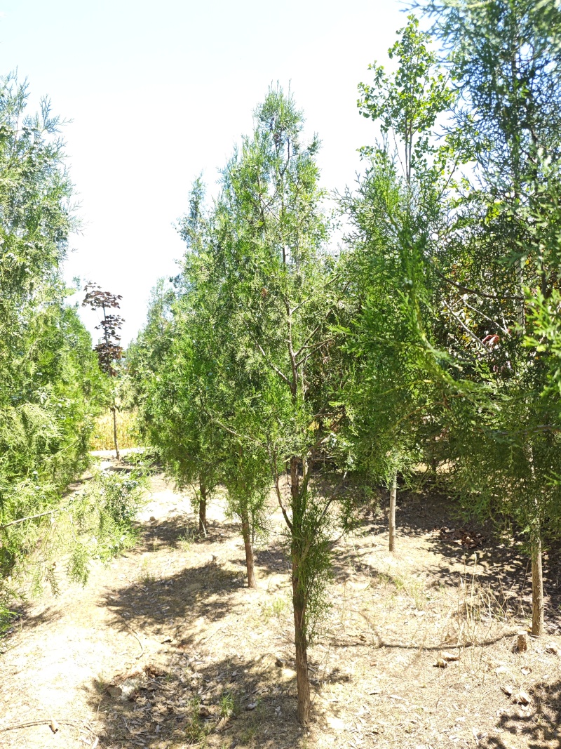 侧柏基地直供量大质量很好。欢迎新老客户打电话咨询
