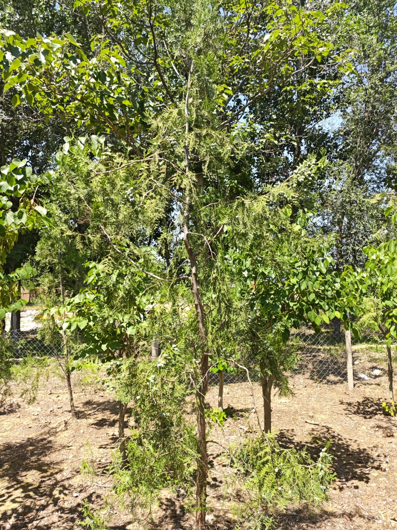 侧柏基地直供量大质量很好。欢迎新老客户打电话咨询