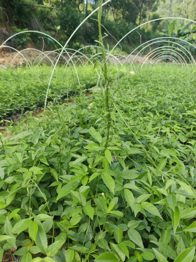 改良小叶牛大力苗杯苗新苗老苗全国发货批量专车送货