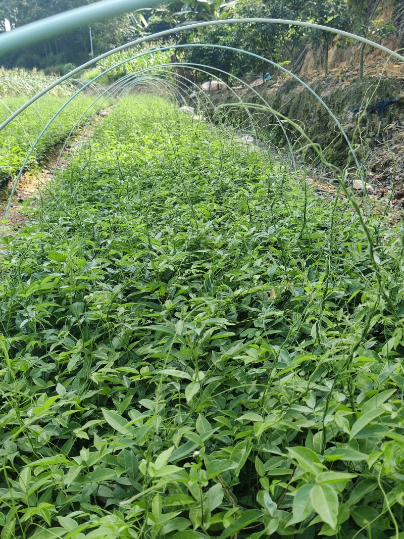 改良小叶牛大力苗杯苗新苗老苗全国发货批量专车送货