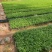 改良小叶牛大力苗杯苗新苗老苗全国发货批量专车送货