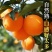 精品夏橙橙子湖北夏橙湖北秭归夏橙大量上市可视频看