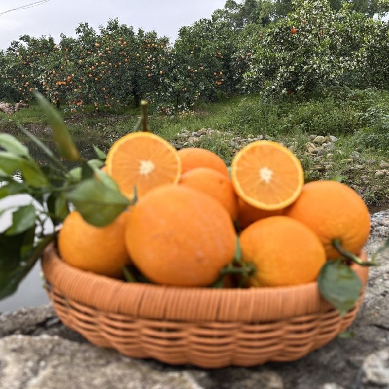 精品夏橙橙子湖北夏橙湖北秭归夏橙大量上市可视频看