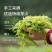 张家界芽尖莓茶