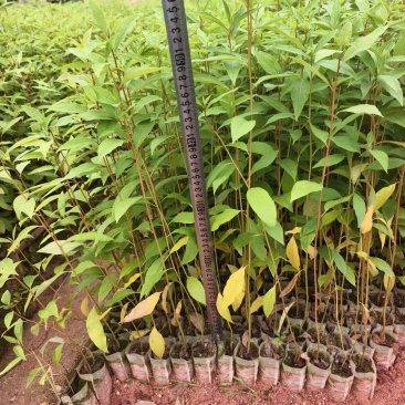 木姜子苗山苍子苗杯苗地苗广西钦州灵山伯劳镇自产自销