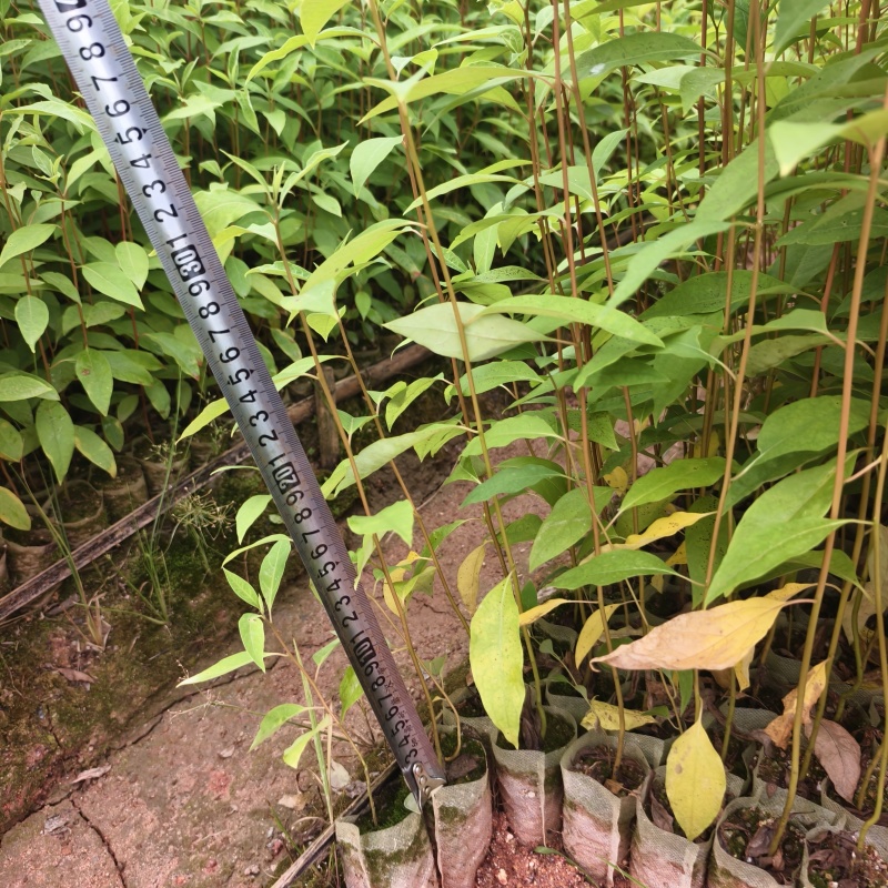 木姜子苗山苍子苗杯苗地苗广西钦州灵山伯劳镇自产自销