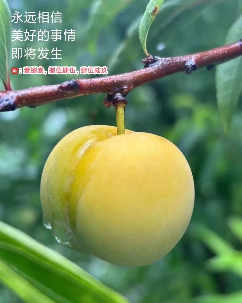 贵州·六马蜂糖李、小王哥哥